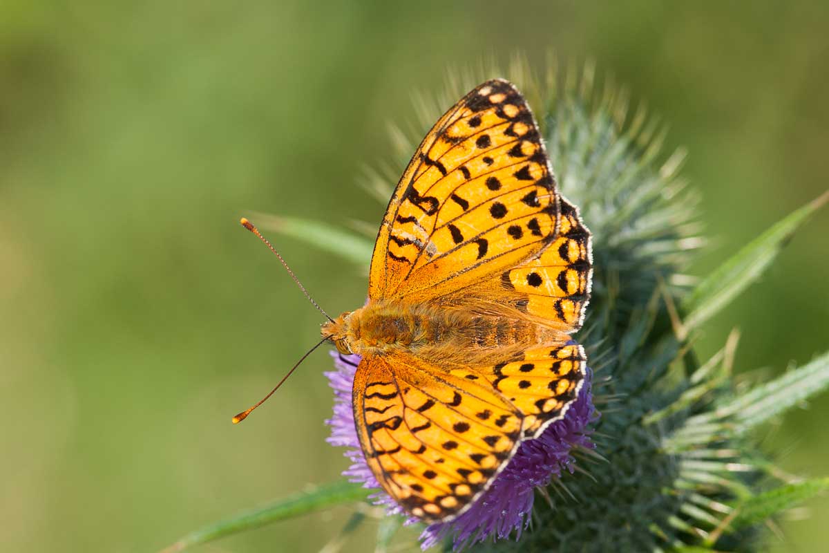 Grote parelmoervlinder