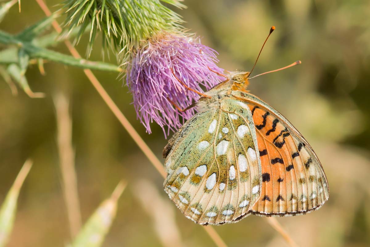 Grote parelmoervlinder