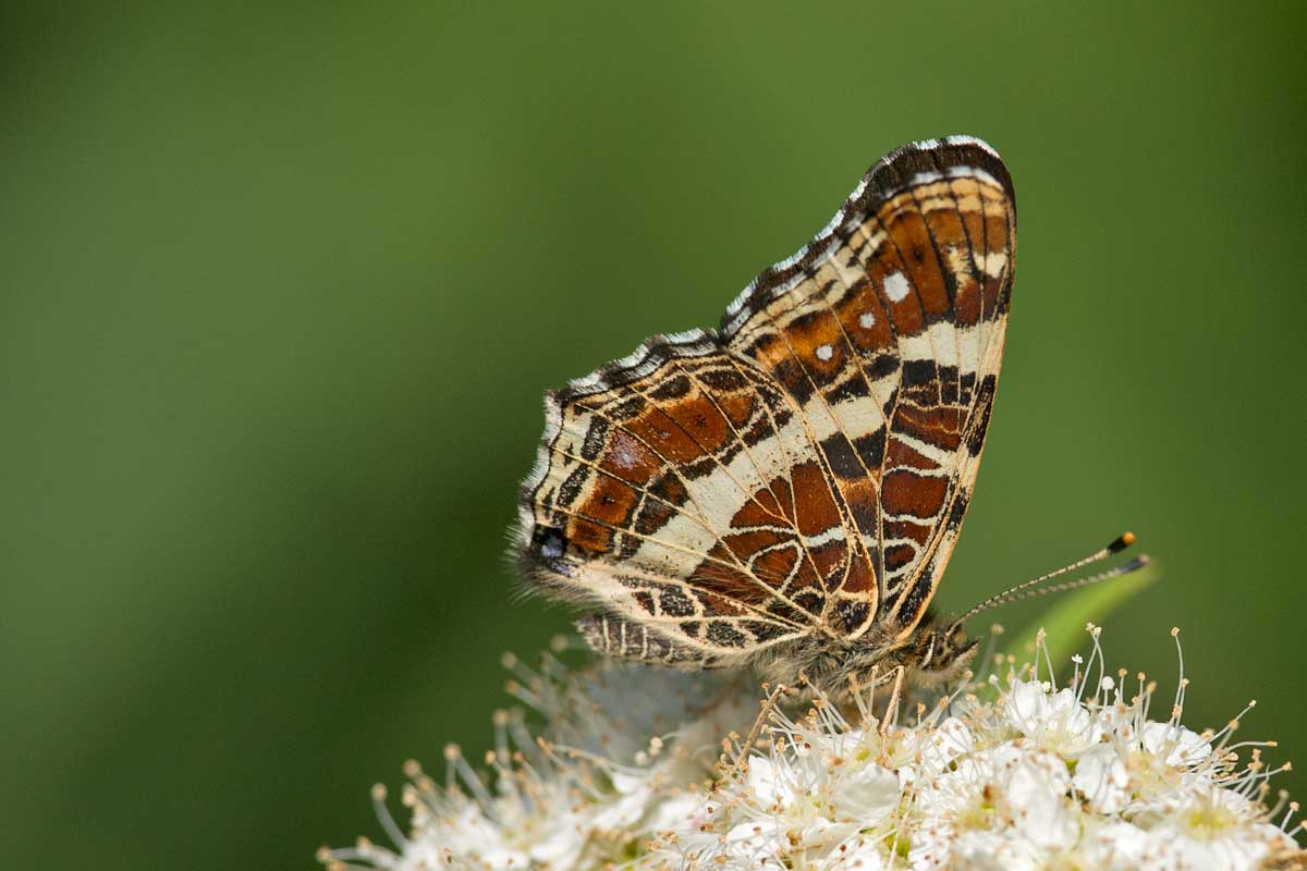 Landkaartje, zomer