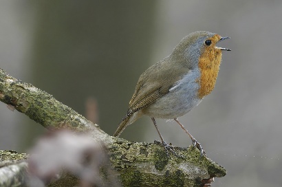 Vogels in Nederland Vogels in Nederland