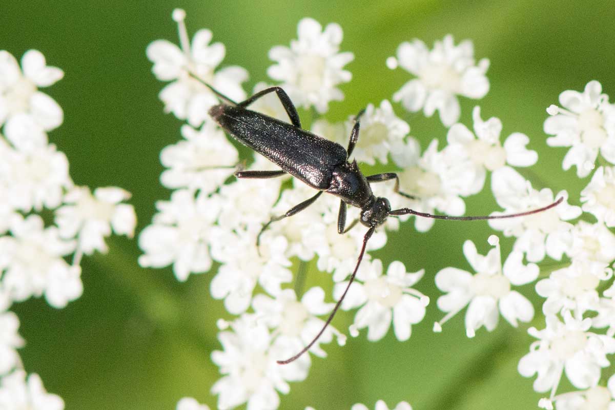 Grote zwarte smalboktor