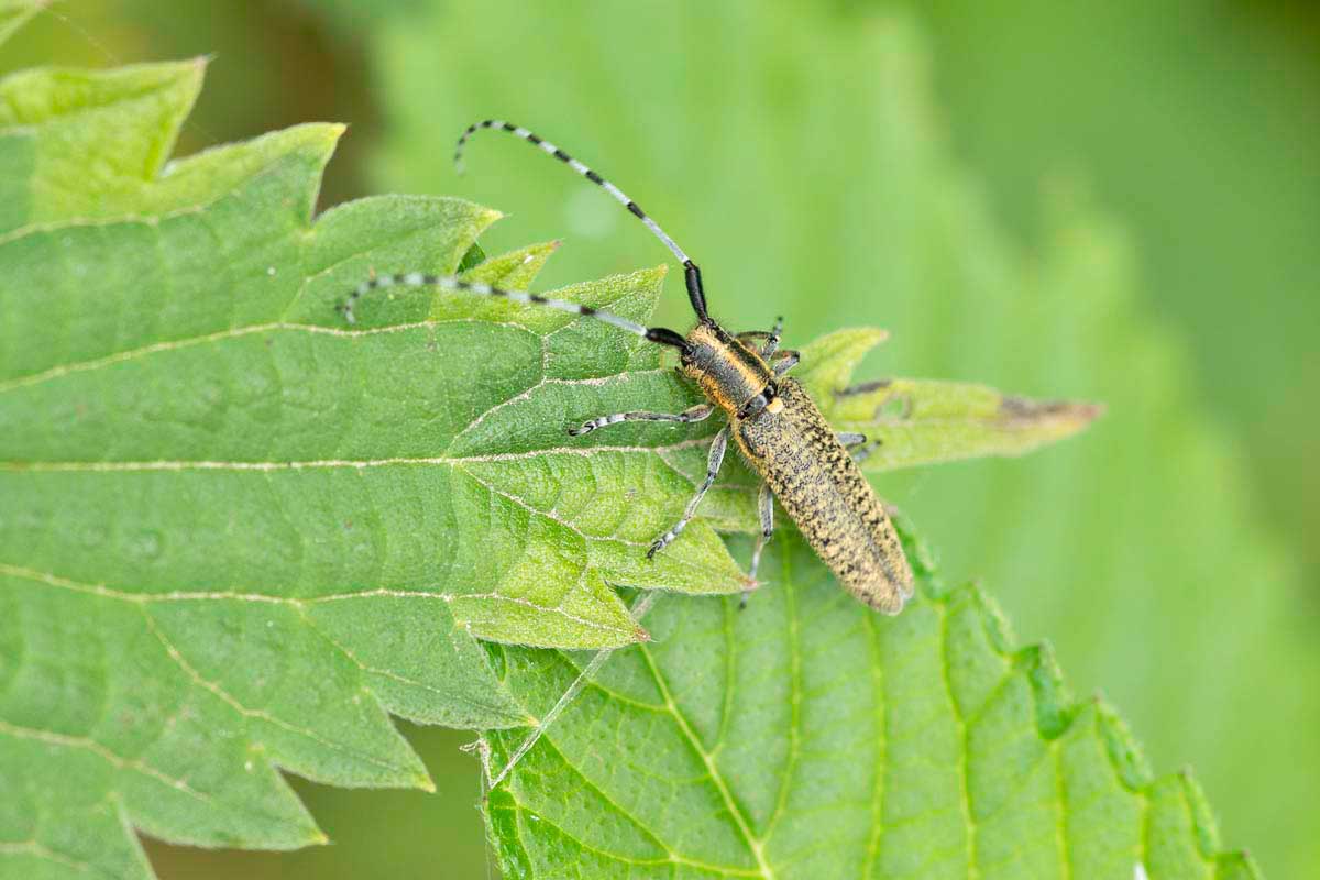 Gewone distelboktor