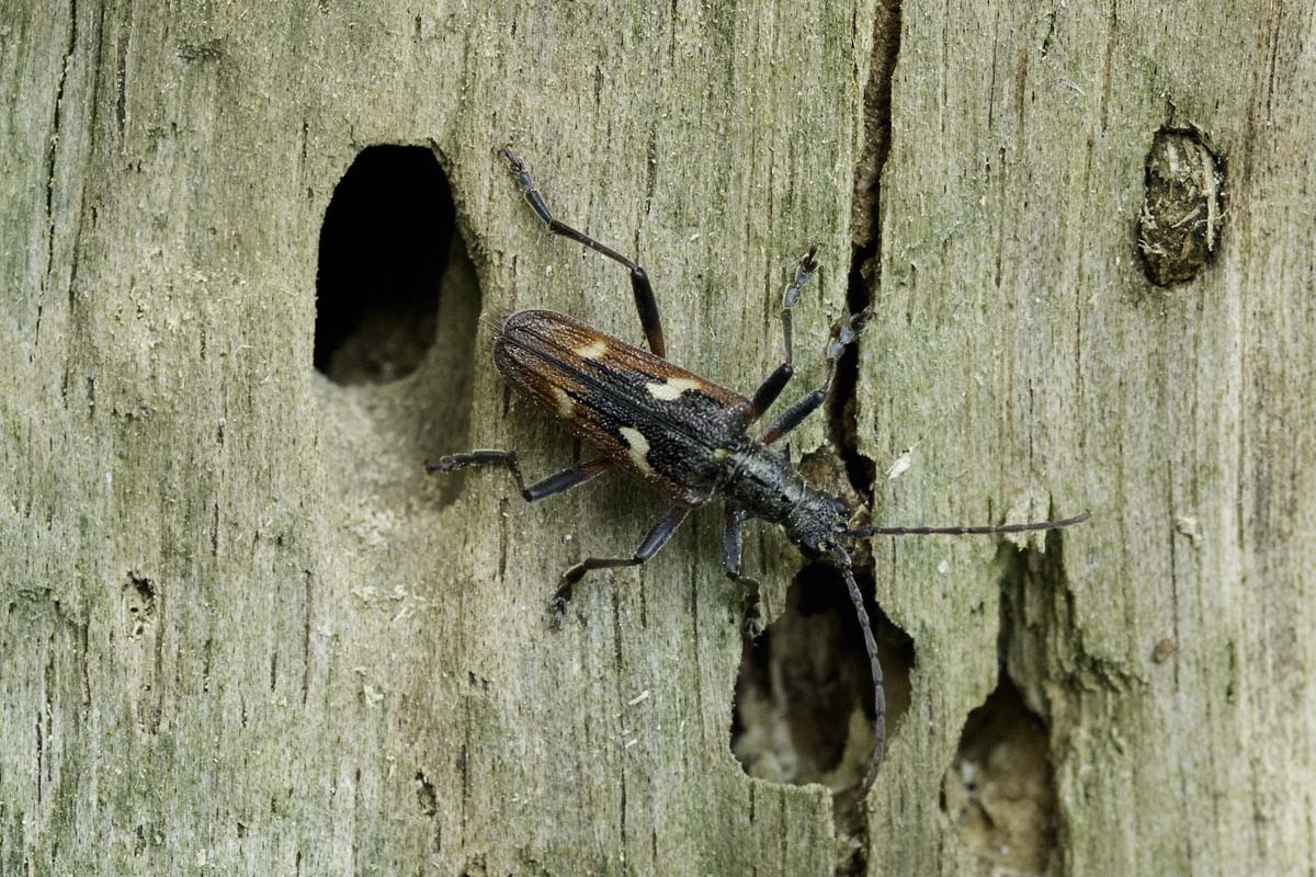 Bonte ribbelboktor