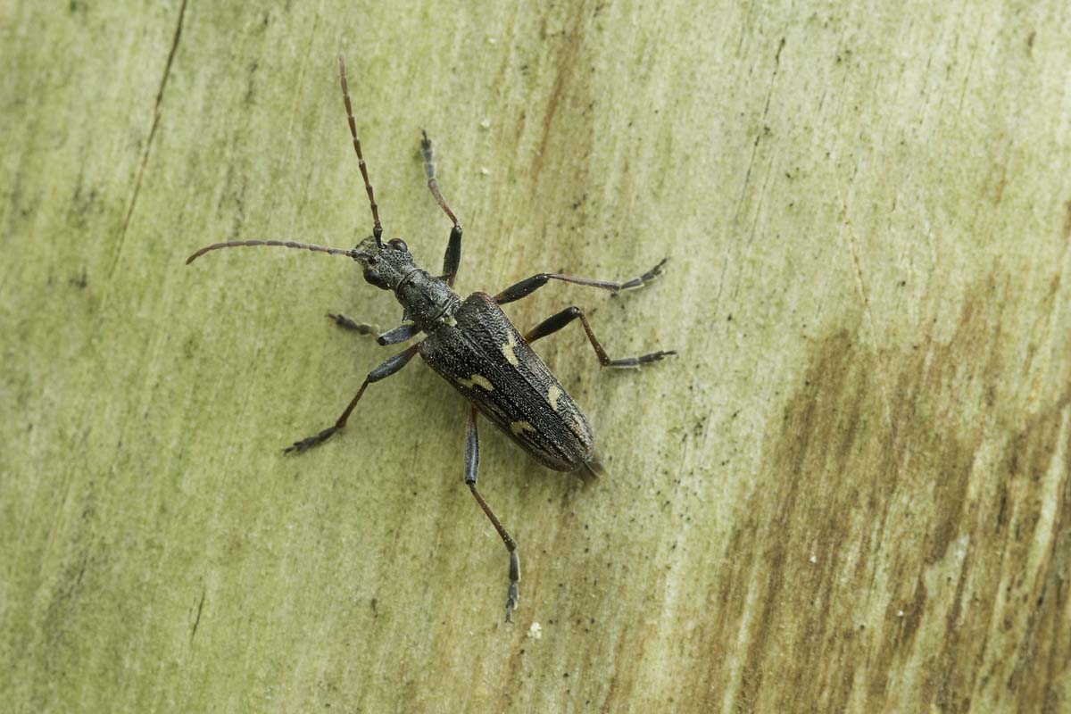 Bonte ribbelboktor