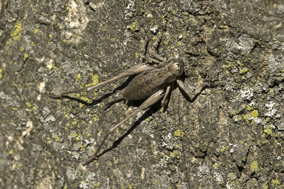 Bramensprinkhaan