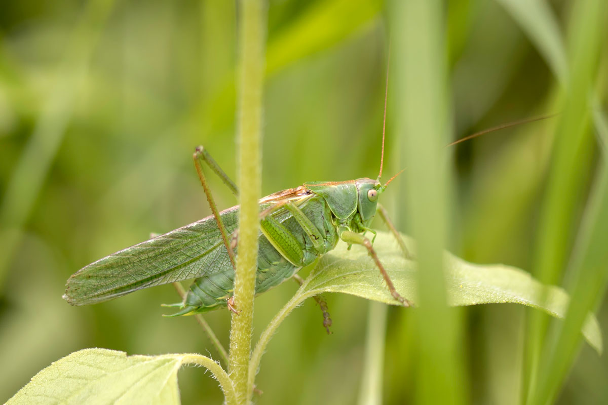 Grote groene sabelsprinkhaan (m)