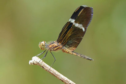 Surinaamse libellen libellen uit Suriname